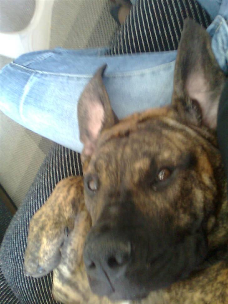 Boerboel Tezza - Jeg slapper ved far.. billede 11