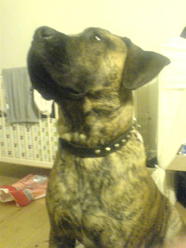 Boerboel Tezza billede 12