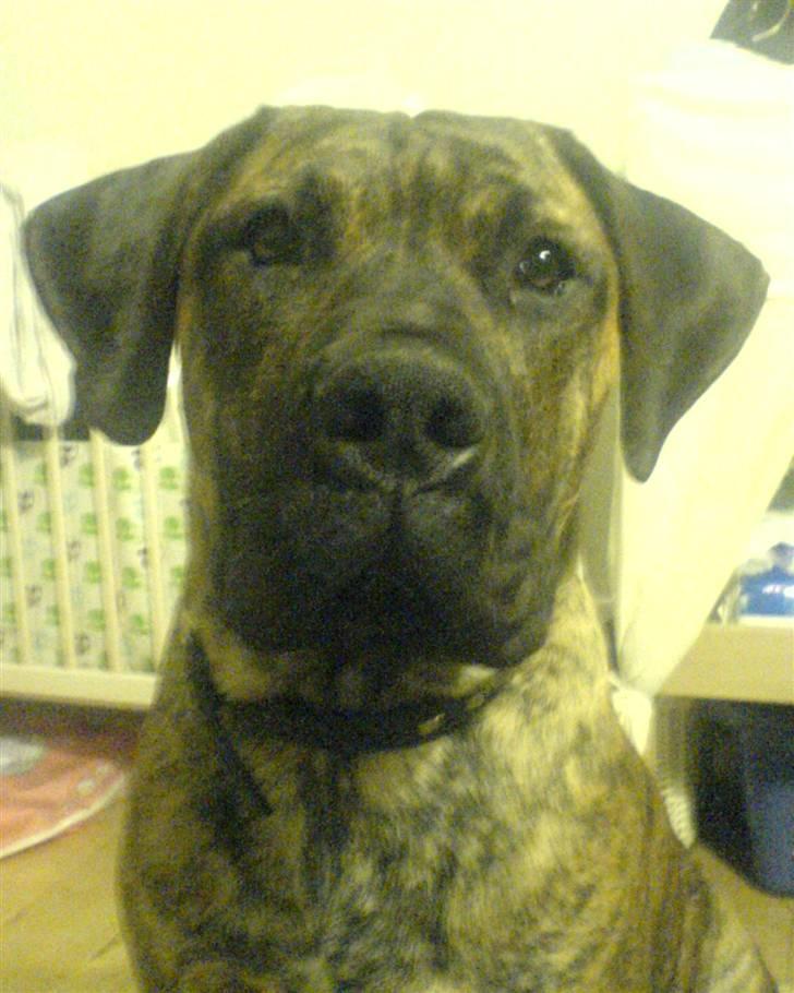 Boerboel Tezza billede 13