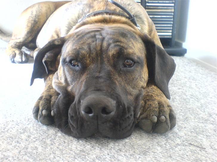 Boerboel Tezza - Far har lige skældt mig ud!! men mener bestemt ikk det er mig.. billede 14