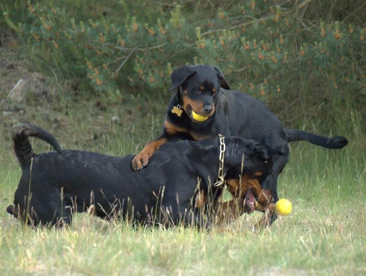 Rottweiler Skaga-rotts Balder - Balder og Nikita den 5-6-09 billede 8