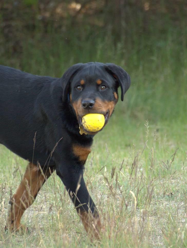 Rottweiler Skaga-rotts Balder - Balder 18 uger billede 9