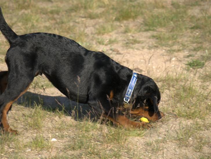 Rottweiler Skaga-rotts Balder - Balder 18 uger billede 10