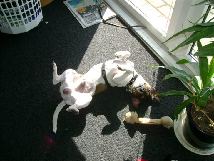 Jack russell terrier Jackie - jeg er bare såå glad... billede 8