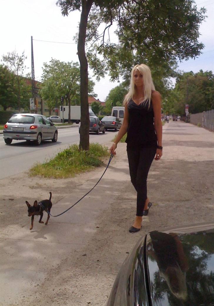 Dvaergpinscher TiCo (King) billede 2