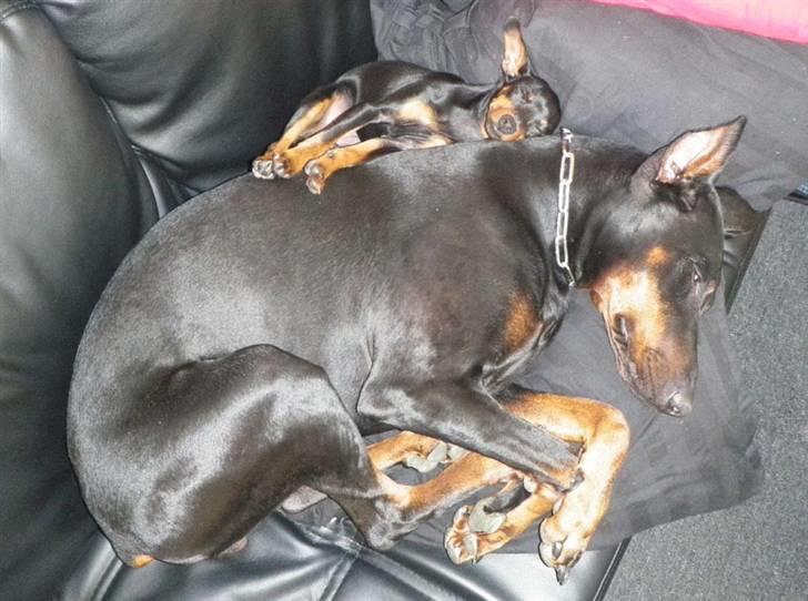 Dvaergpinscher TiCo (King) billede 3