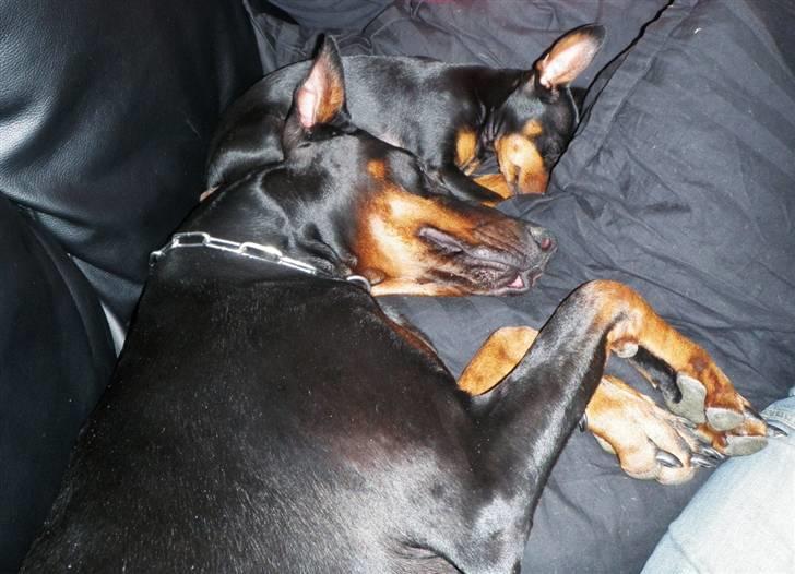 Dvaergpinscher TiCo (King) billede 4