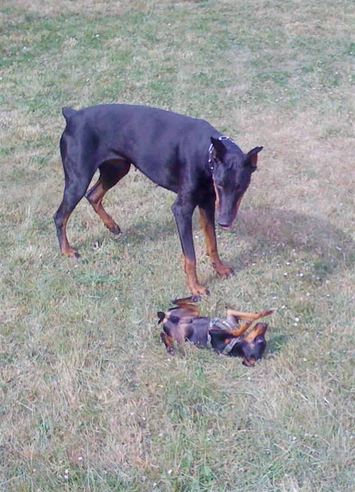 Dvaergpinscher TiCo (King) billede 5