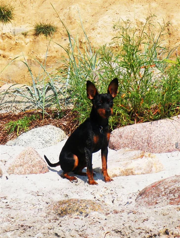 Dvaergpinscher TiCo (King) billede 6