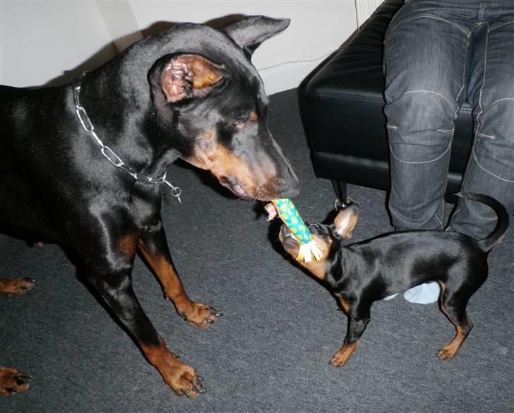Dvaergpinscher TiCo (King) billede 7