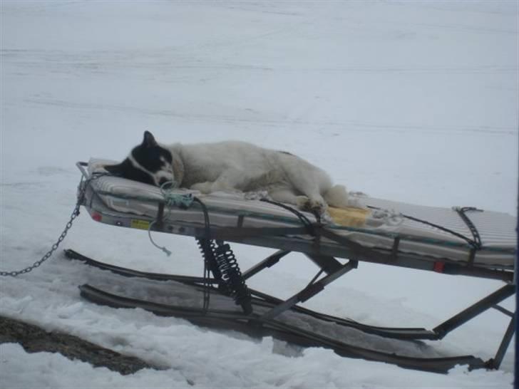 Grønlandshund Perruu - man kan næsten ikke regne ud, at det er hende, der har været i madressen, vel? ;) billede 7