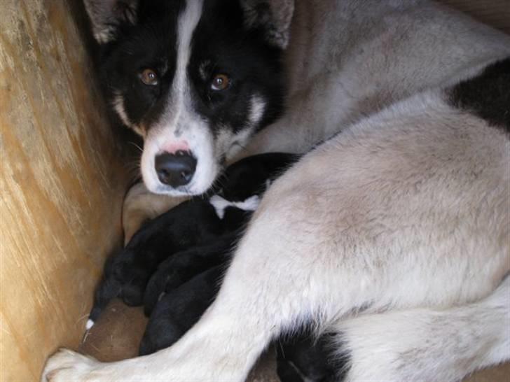 Grønlandshund Perruu - med sine nye hvalpe billede 8