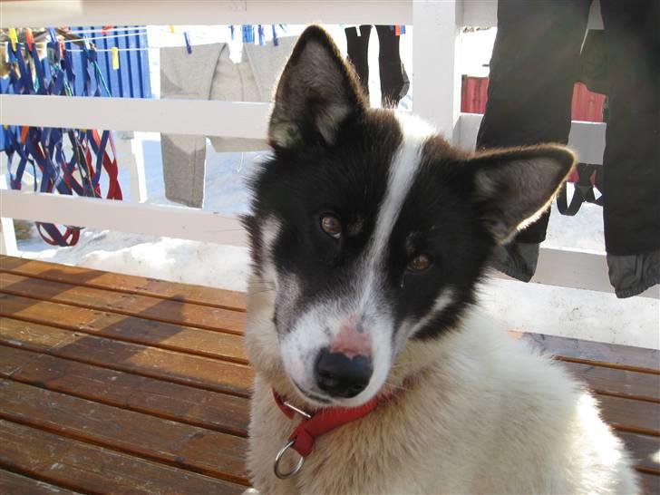 Grønlandshund Perruu - hygge på terrassen en forårsdag :) billede 9