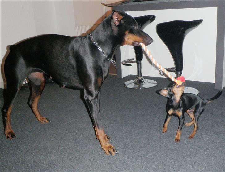 Dvaergpinscher TiCo (King) billede 8