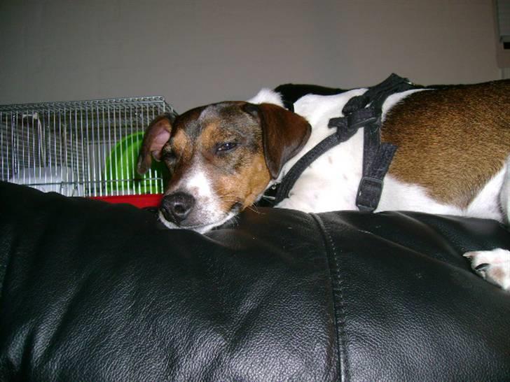Jack russell terrier Jackie - her ligger jeg bare rigtig godt.... billede 9