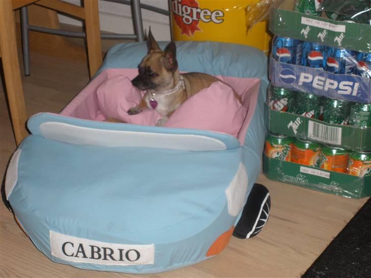 Chihuahua Mussie - Min smukke hund i sin nye seng :) billede 19