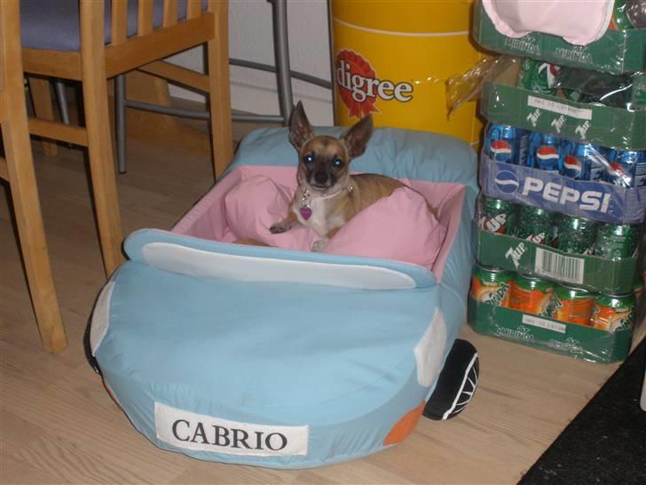 Chihuahua Mussie - I just love you <3 billede 20