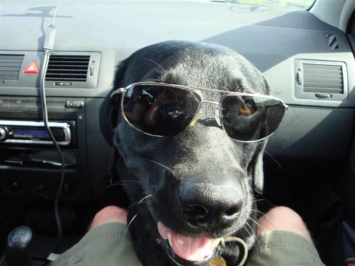 Labrador retriever Anton Skjødt - Man er vel lidt sej:-) billede 17