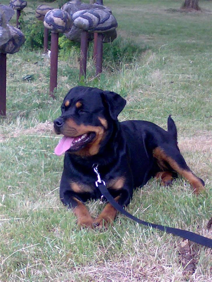 Rottweiler Emma billede 10