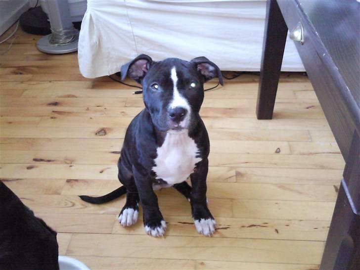 Amerikansk staffordshire terrier Lilo - SÅ STOR ER JEG BLEVET :) CA 14 UGER billede 11