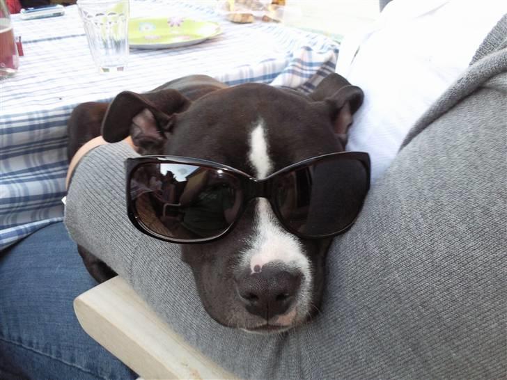 Amerikansk staffordshire terrier Lilo - jeg er bare så sej billede 12