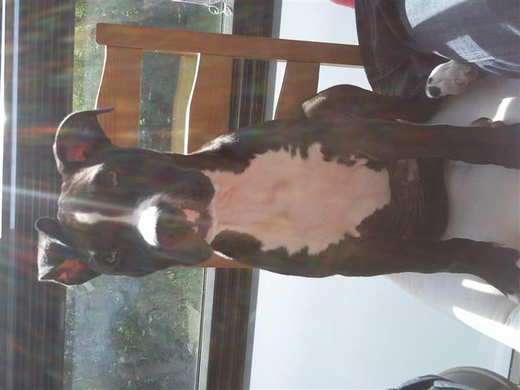 Amerikansk staffordshire terrier Lilo - jeg er begyndt at ligne min morfra rigtig meget billede 13