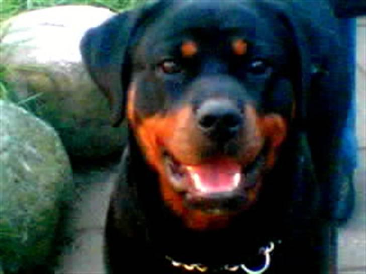 Rottweiler Anaya billede 10