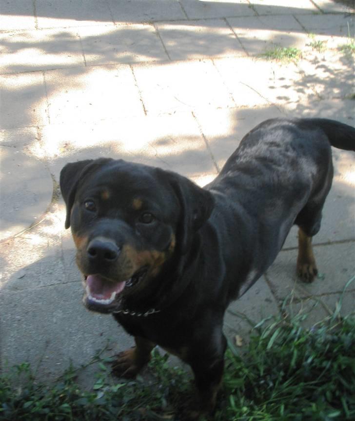 Rottweiler Anaya billede 11