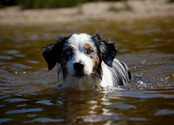 Australian shepherd Gaia billede 4