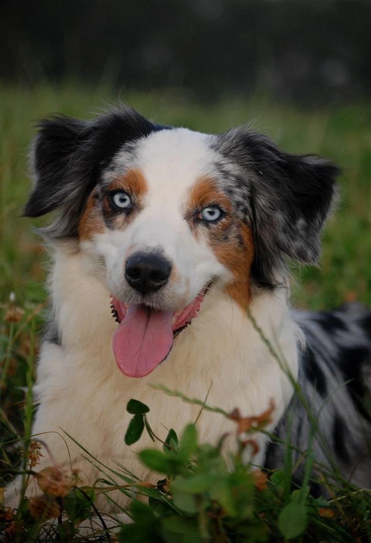 Australian shepherd Gaia billede 5