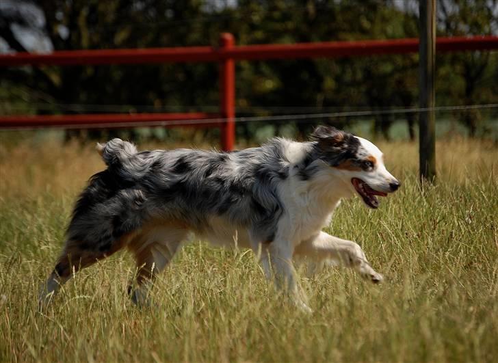 Australian shepherd Gaia billede 6