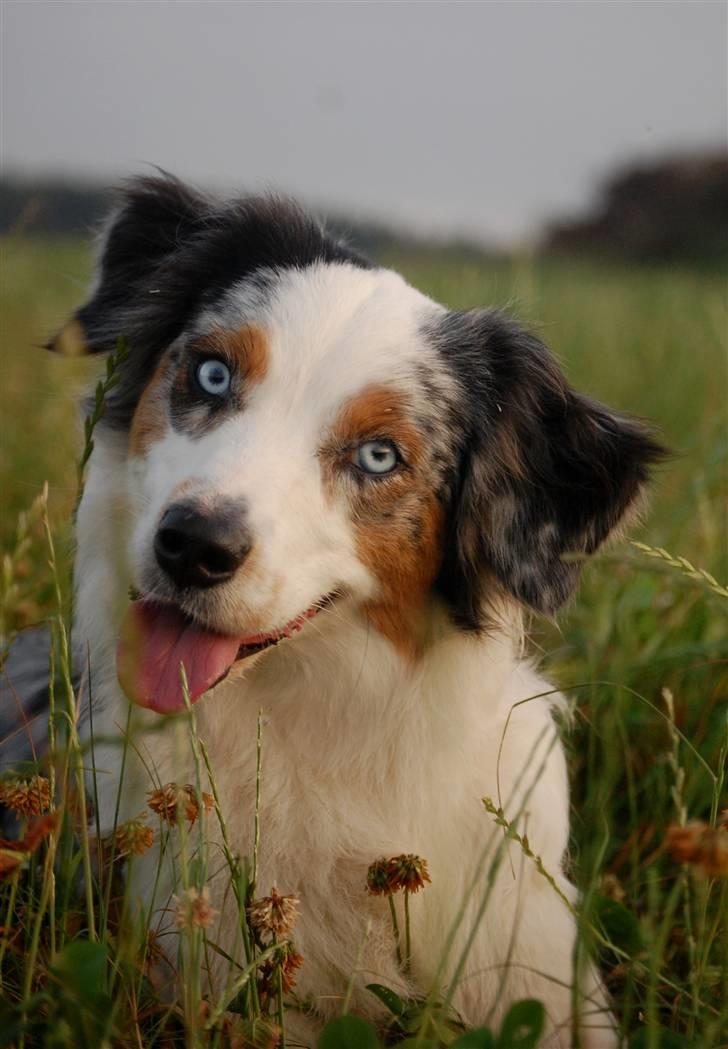 Australian shepherd Gaia billede 7