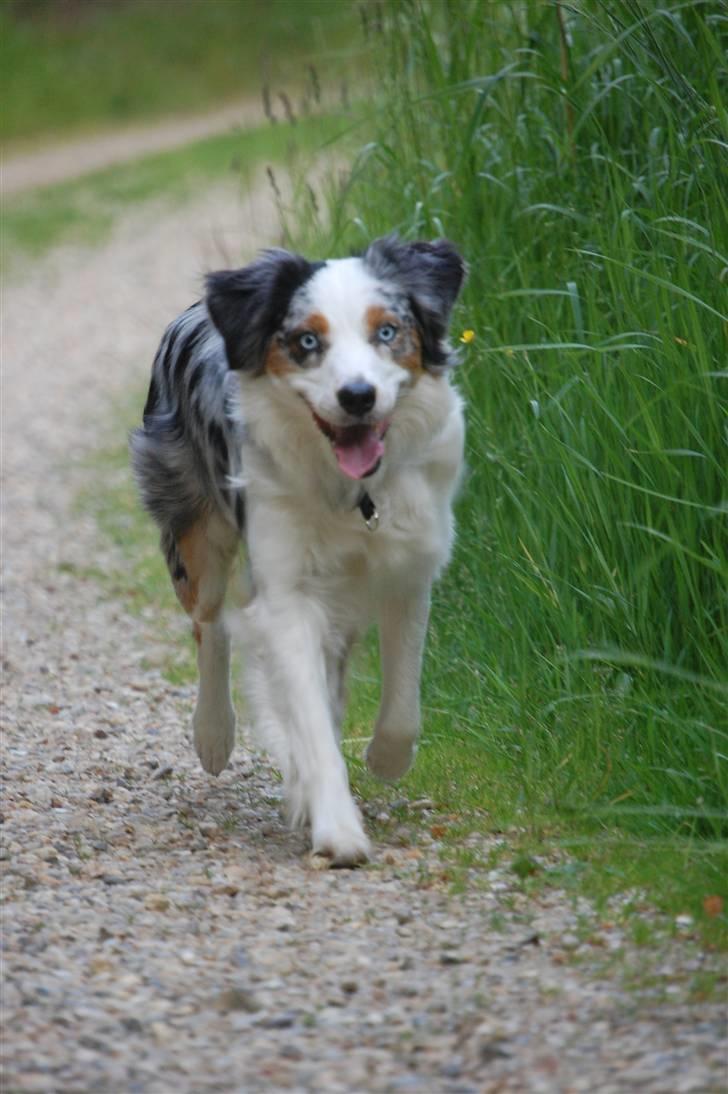 Australian shepherd Gaia billede 8