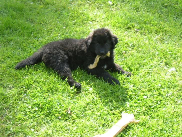 Newfoundlænder Nelly billede 2