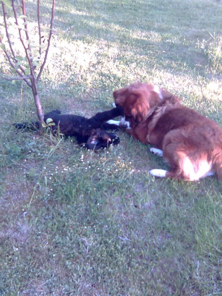 Newfoundlænder Nelly billede 3