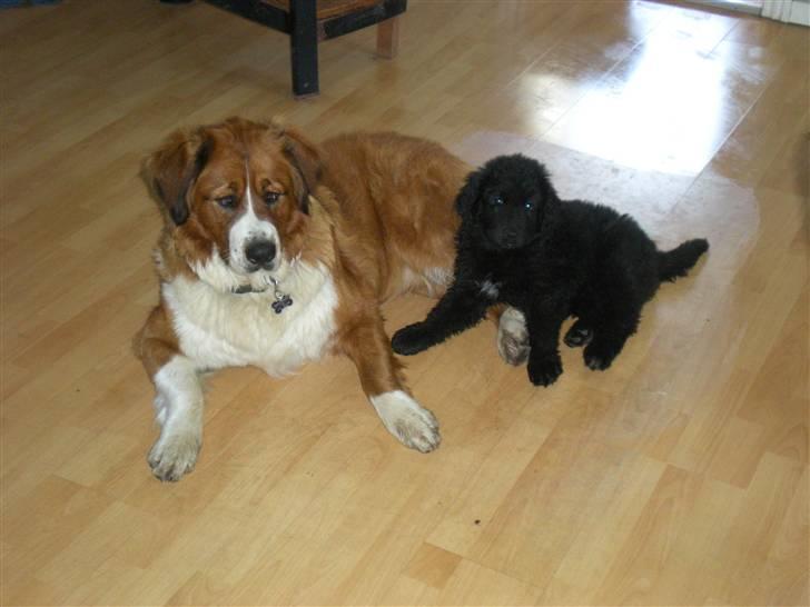 Newfoundlænder Nelly billede 4