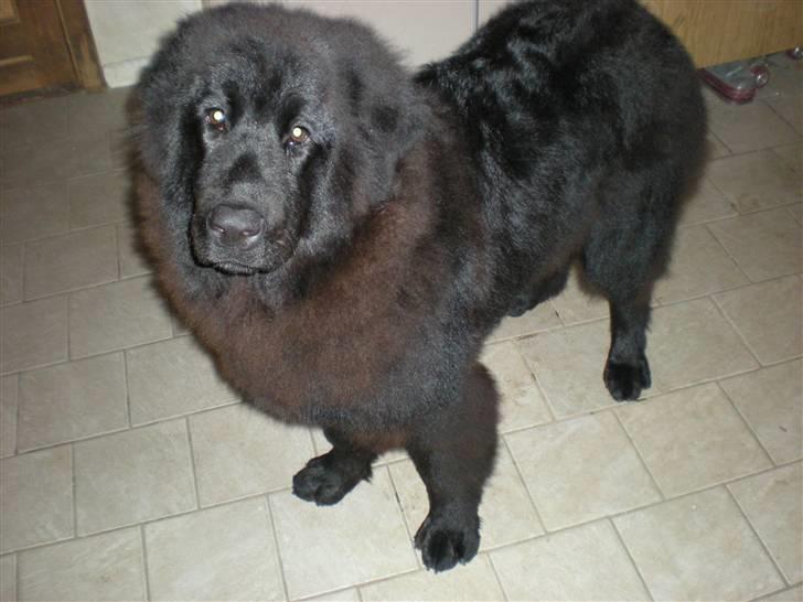 Newfoundlænder Nelly billede 5