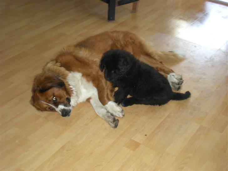 Newfoundlænder Nelly billede 6