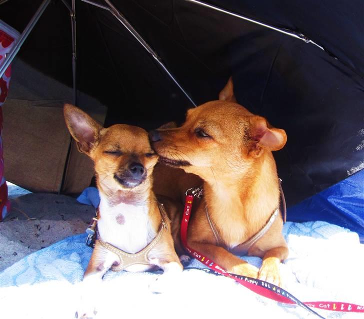Chihuahua *~ Shika ~* R.I.P - "Her er jeg på stranden med søster Paya - Som I kan se, agere hun min personlige tjener! ;o) Elsker hende!" billede 8