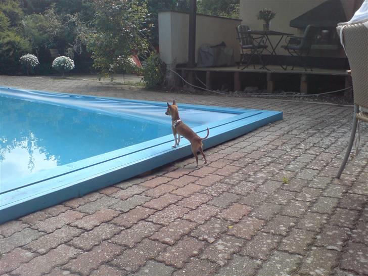 Chihuahua *~ Shika ~* R.I.P - Shika overvejer en svømmetur ;D billede 15