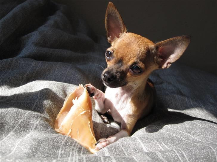 Chihuahua *~ Shika ~* R.I.P - Mmmmm, koklov!! Elsker det! :D billede 16