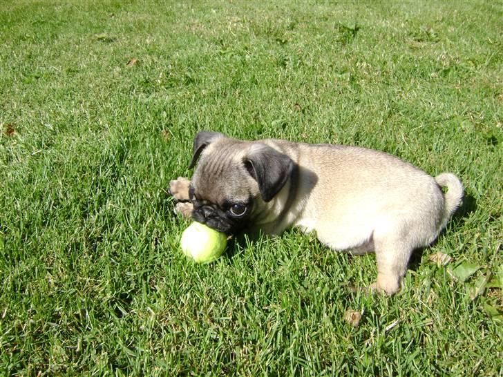 Mops Lukky  - lukky med sin bold  billede 7