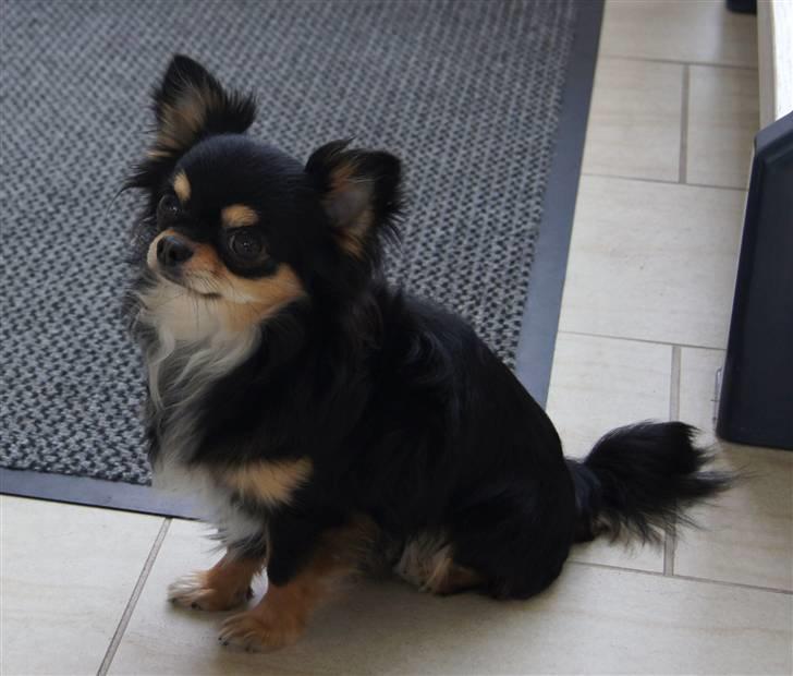 Chihuahua Bailey billede 5