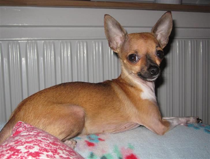 Chihuahua *~ Shika ~* R.I.P - Hey, har du fået lov til at tage billeder af mig?  billede 17