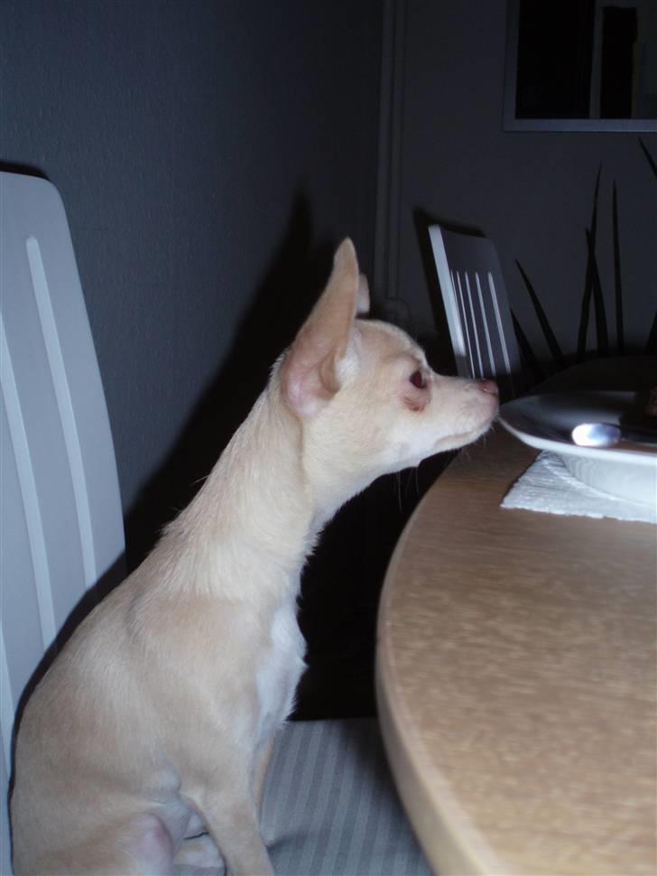 Chihuahua Alma - ku man liiige få fat i den hakkebøf der, inden far kommer tilbage... billede 5
