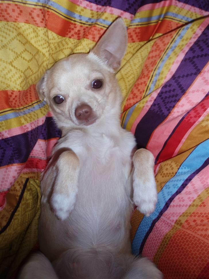 Chihuahua Alma billede 6