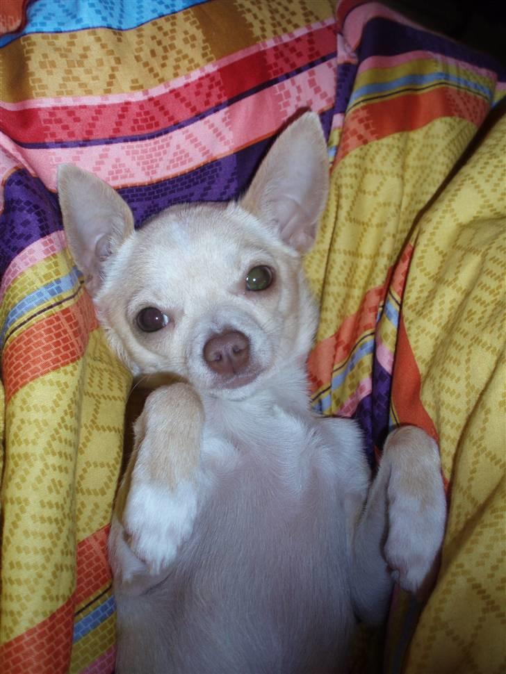 Chihuahua Alma billede 7