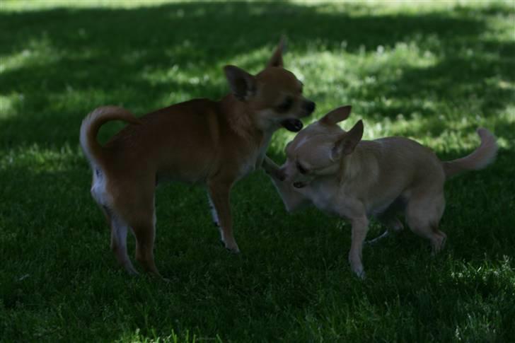 Chihuahua Alma billede 8