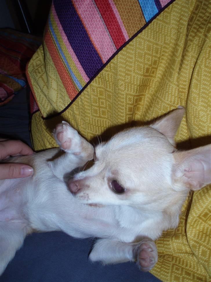 Chihuahua Alma billede 9