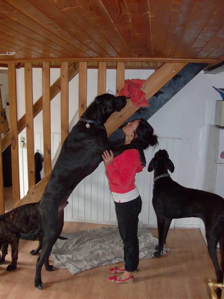 Grand danois Tiny og Otis billede 7